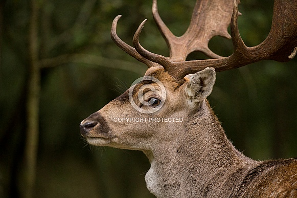 Fallow Deer Buck