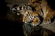 Tiger by water