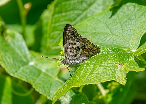 Hackberry Emperor Hackberry Emperor