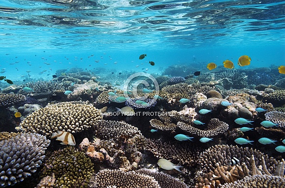 Cook Islands - South Pacific Ocean