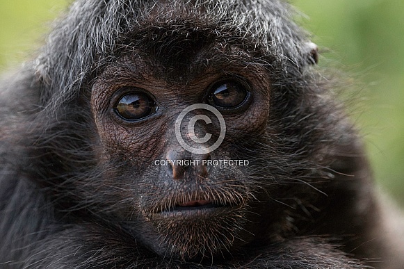 Spider Monkey close up Spider Monkey close up