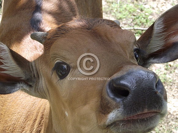 Cow Close Up Cow Close Up