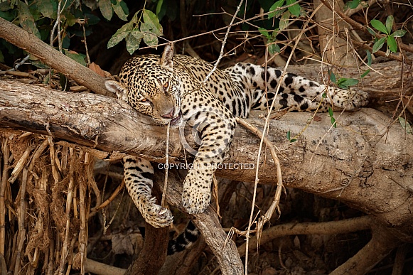 American jaguar in the nature habitat