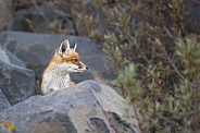 Young red fox cub in nature