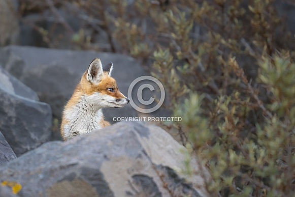 Young red fox cub in nature