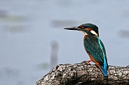 Kingfisher