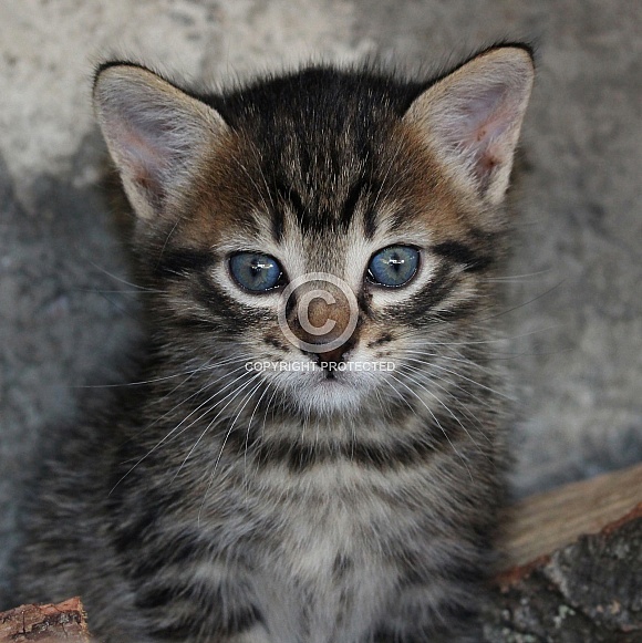 Shorthair Domestic Kitten