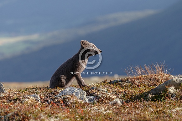 Arctic fox