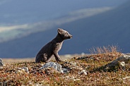 Arctic fox