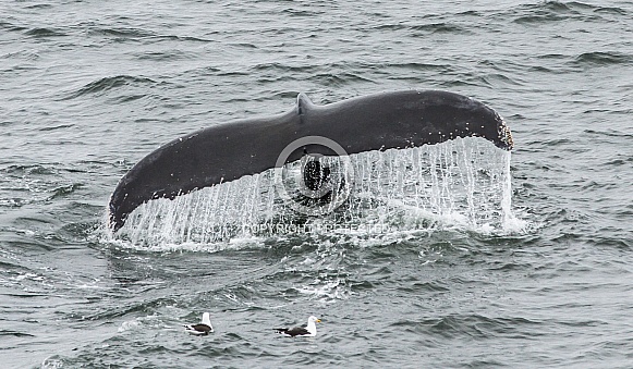 Humpback whale off Antarctica (wild)