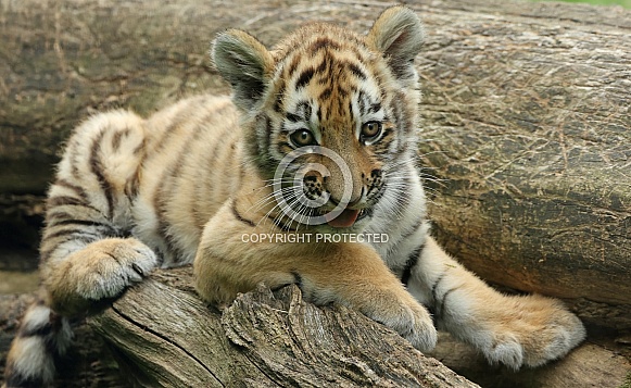 Tigercub
