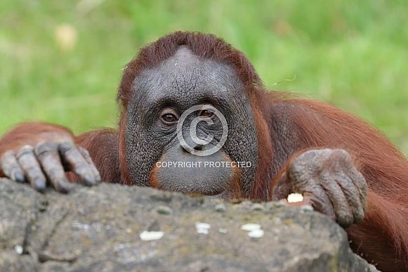 Borneo Orangutan (Pongo Pygmaeus)