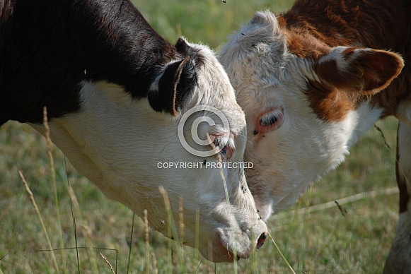 Afternoon at Elio's Farm with the Cows