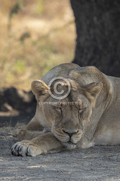 Asiatic Lion female from Gir Sanctuary and National Park, Sasan, Gujarat, India Asiatic Lion female from Gir Sanctuary and National Park, Sasan, Gujarat, India