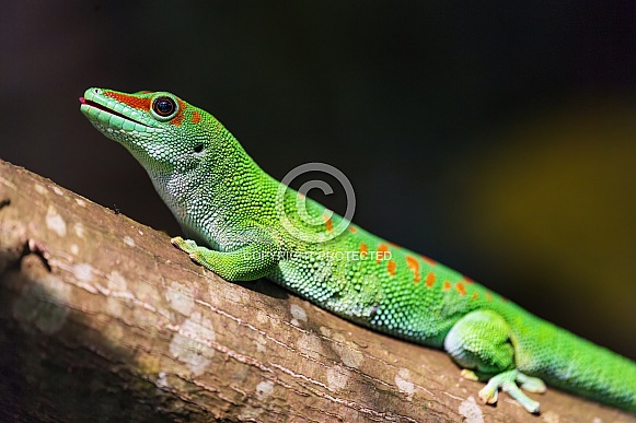 Day gecko Day gecko