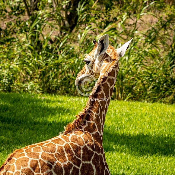 Baby Reticulated Giraffe