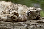 Snow Leopard Sleeping