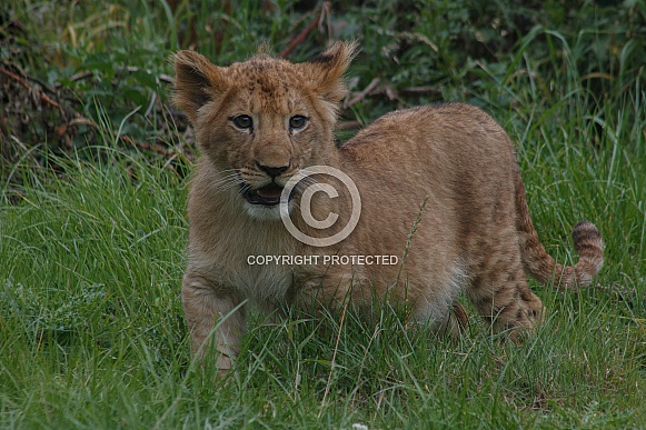 Lion Cub Standing Up In Grass