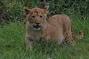 Lion Cub Standing Up In Grass