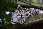 Snow Leopard