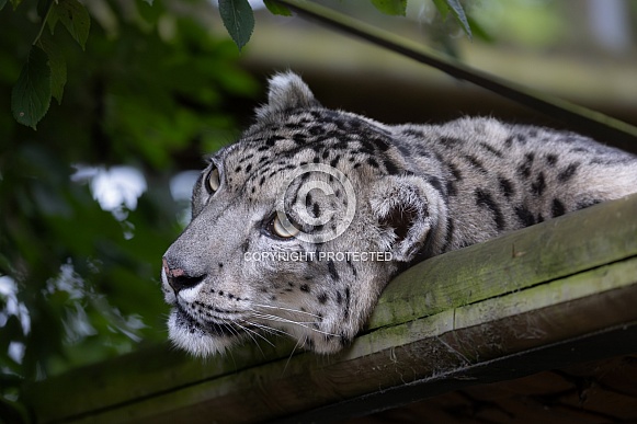 Snow Leopard