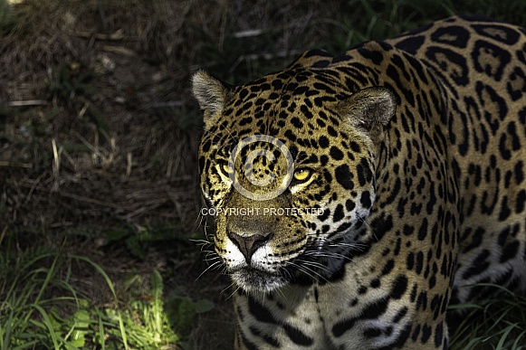 Jaguar Close Up