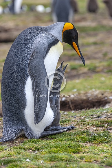 King Penguin (Aptenodytes patagonicus) King Penguin (Aptenodytes patagonicus)