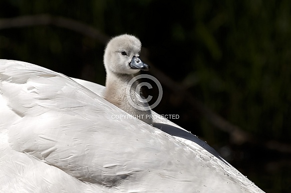 The mute swan (Cygnus olor) The mute swan (Cygnus olor)