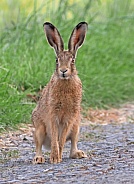 Brown Hare