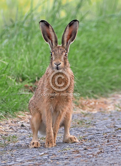 Brown Hare