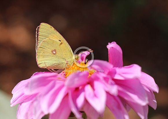 Butterfly On Pink Dahlia Flower Butterfly On Pink Dahlia Flower
