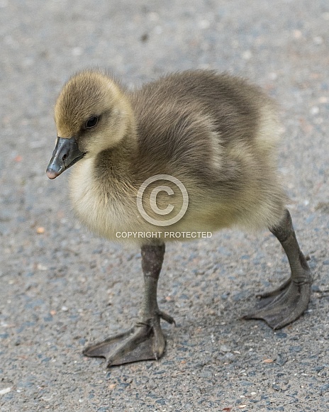 canada goose gosling canada goose gosling