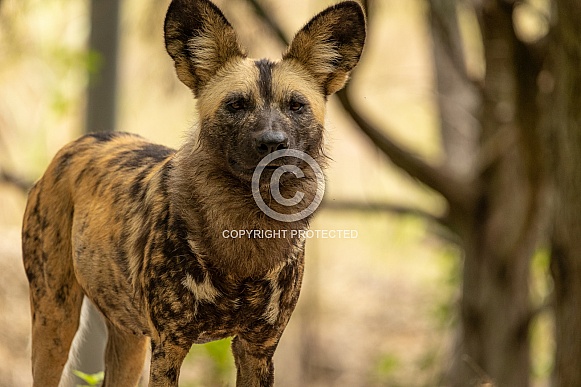 African Wild Dogs