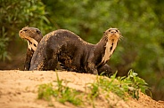 Giant river otter in the nature habitat