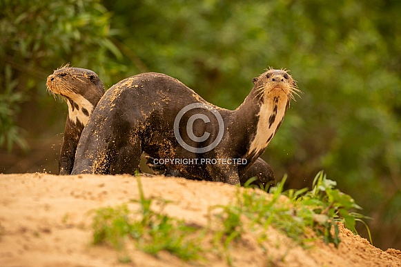 Giant river otter in the nature habitat