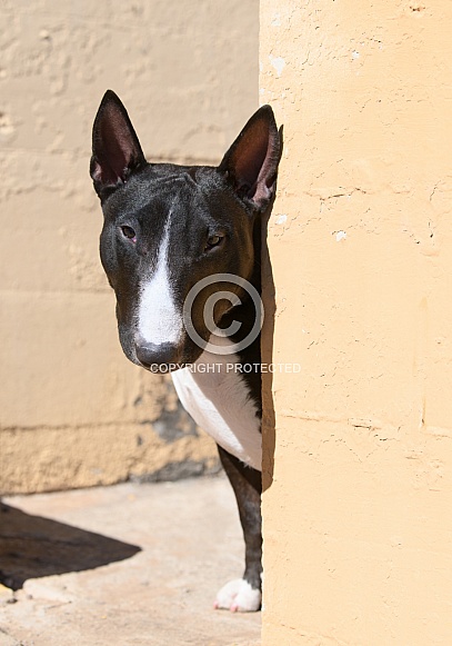 Miniature bull terrier playing peek-a-boo around a corner