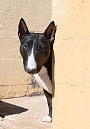 Miniature bull terrier playing peek-a-boo around a corner