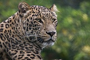 Persian Panther (Panthera Pardus Saxicolor)