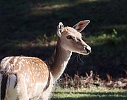 Fallow Deer