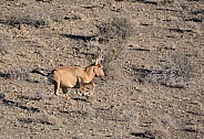Red Hartebeest galloping