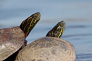 Painted Turtle