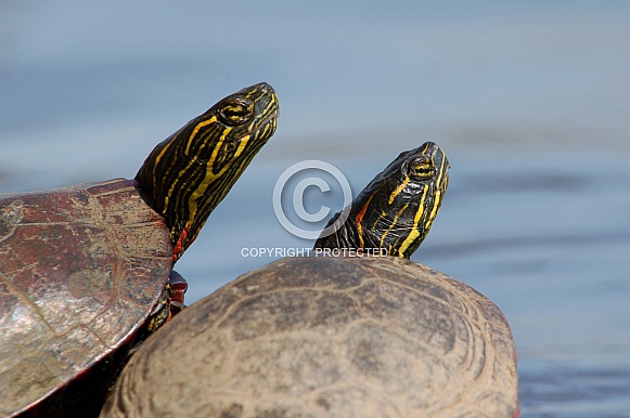 Painted Turtle