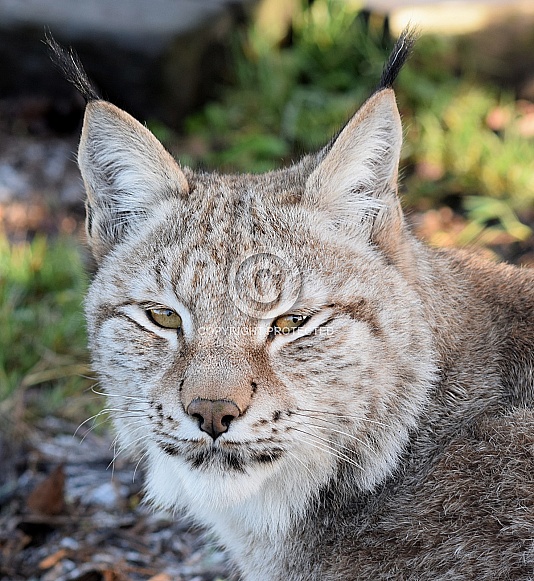 Eurasian Lynx Eurasian Lynx