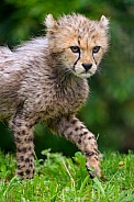 Cheetah cub walking in the grass
