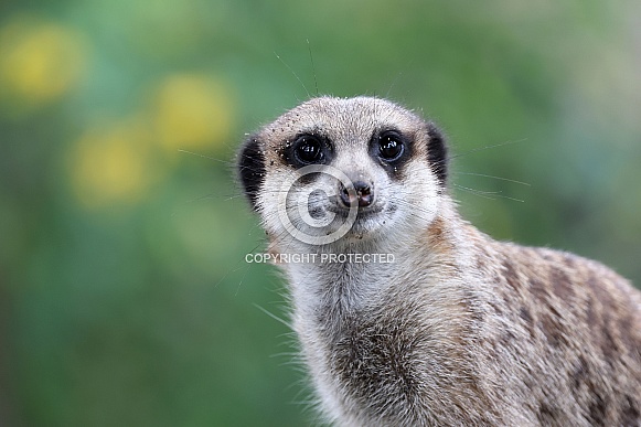 Meerkat