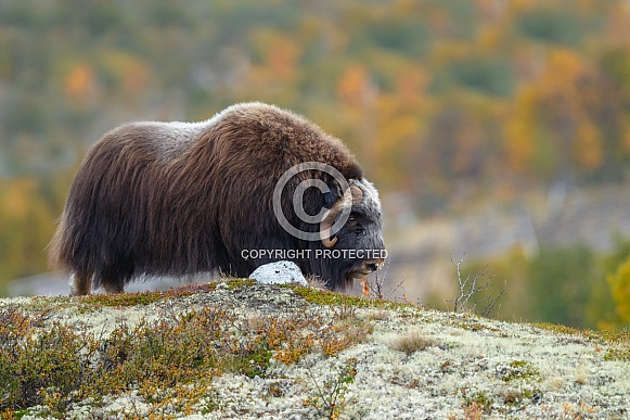 Musk-Ox.