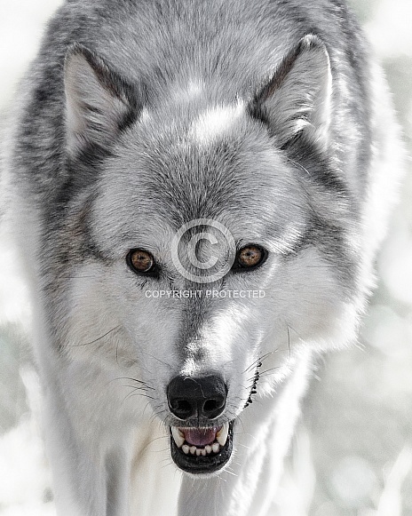 Grey Wolf-Grey Wolf Stalk