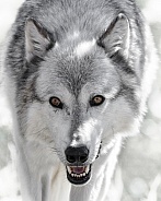Grey Wolf-Grey Wolf Stalk