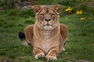 African Lioness (Panthera Leo)