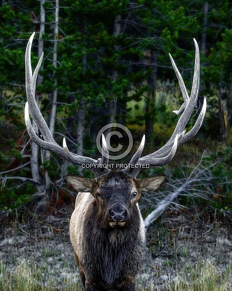 Elk-Making Eye Contact Elk-Making Eye Contact